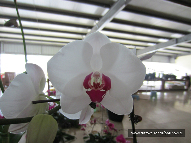 photo 214393