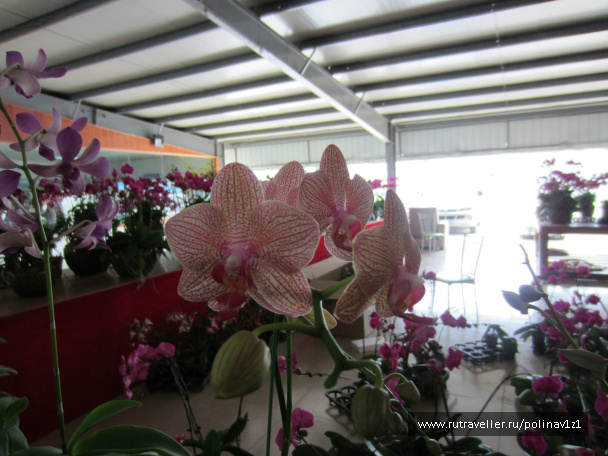 photo 214394