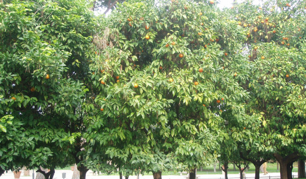 P1010145