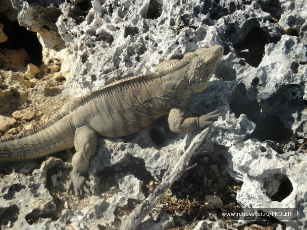 photo 254938
