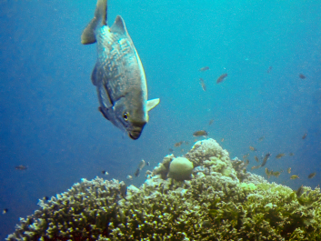 photo 658226