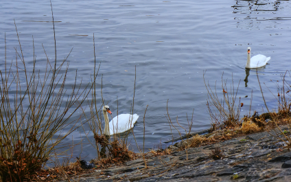 photo 701740