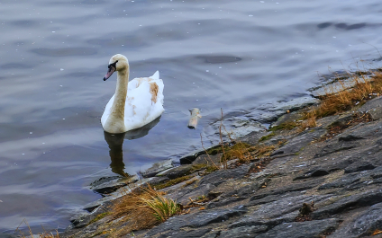 photo 701741