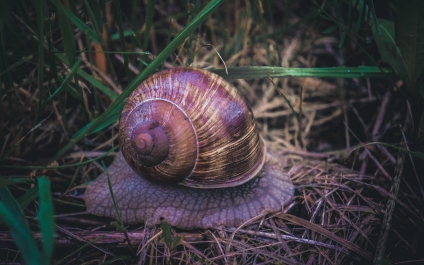 photo 809154