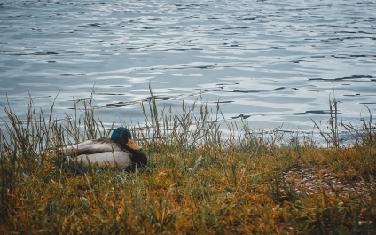 photo 809163