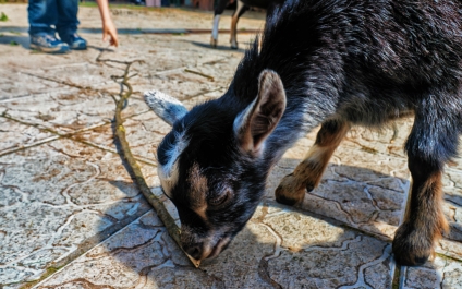 photo 892767