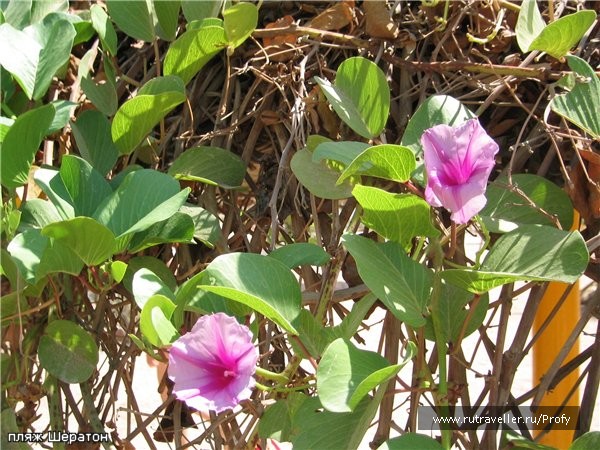 photo 131998