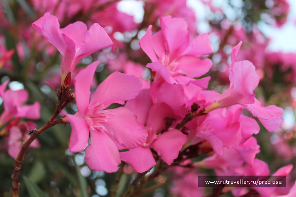 photo 677427