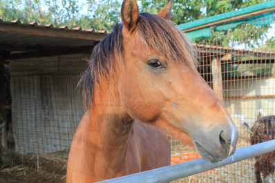 photo 424338