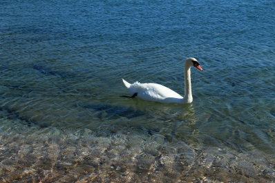 photo 874386