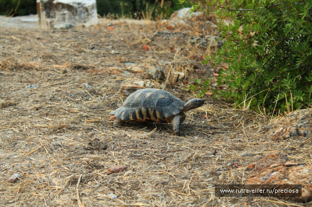photo 1040475