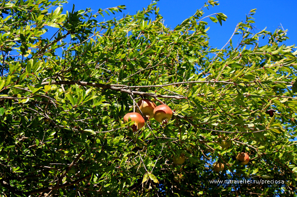 photo 1746422