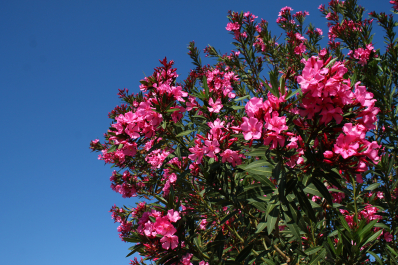 photo 1418720