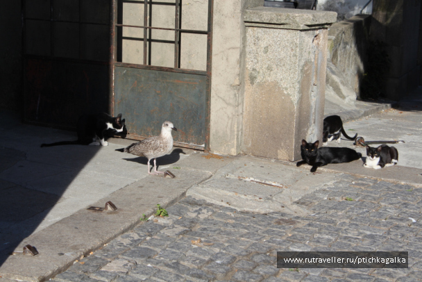 photo 536961
