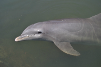 photo 927779