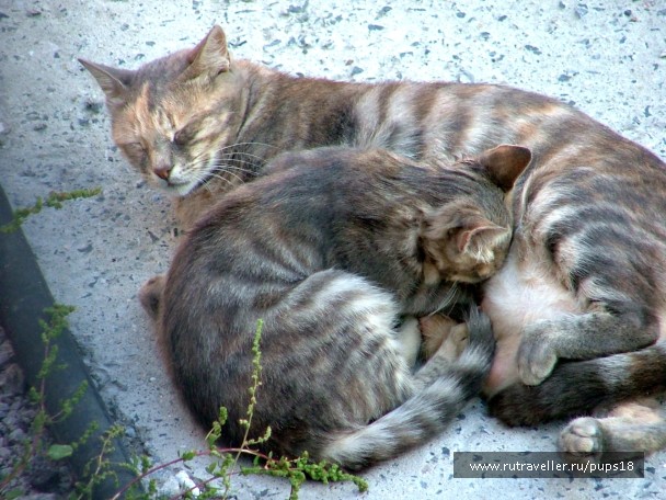 photo 677344