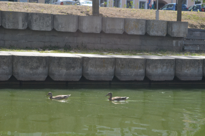 photo 1113185