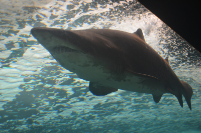 photo 1112463