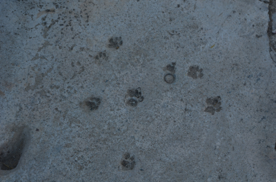 photo 1371074
