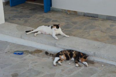 photo 1371156