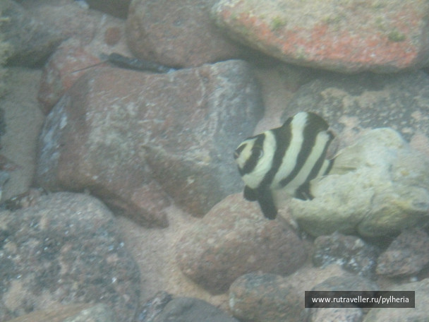 photo 144865