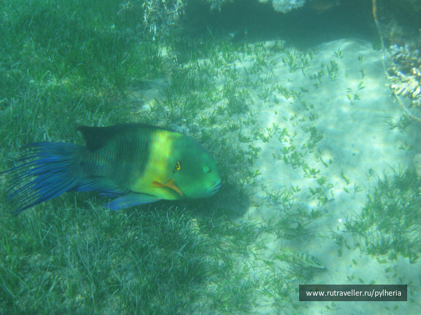 photo 144872