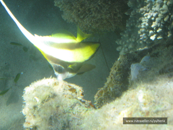 photo 144881
