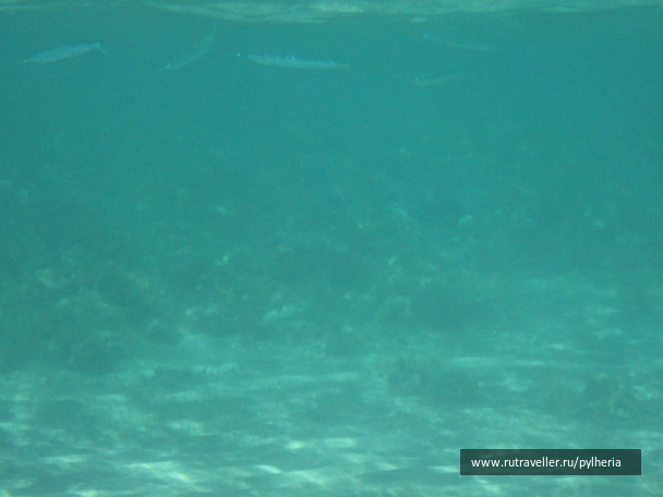 photo 144889