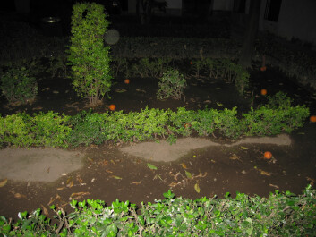 photo 28231