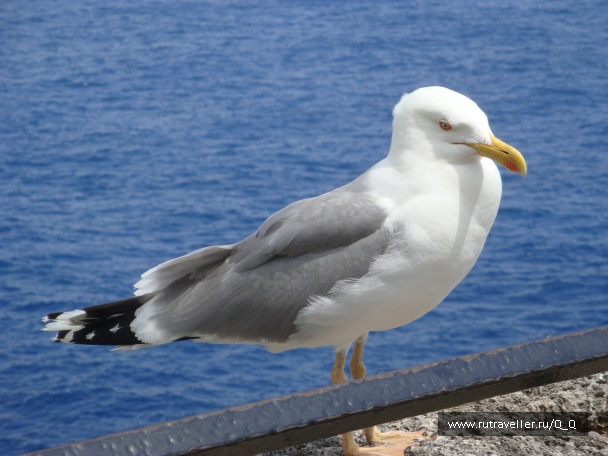 photo 795859