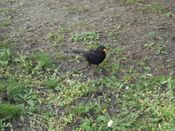 photo 1037434