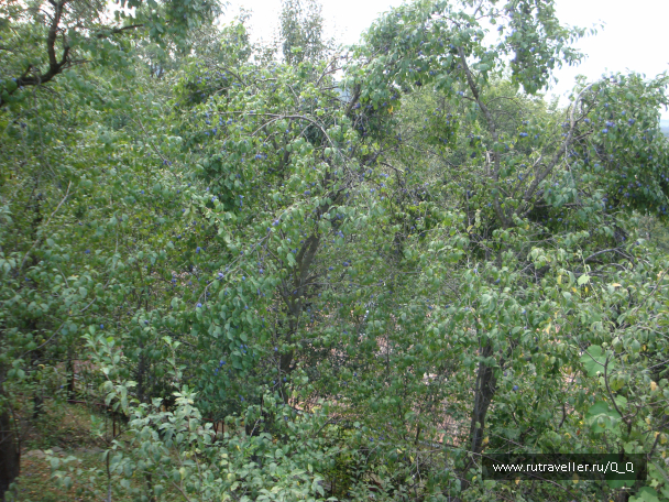photo 1100282
