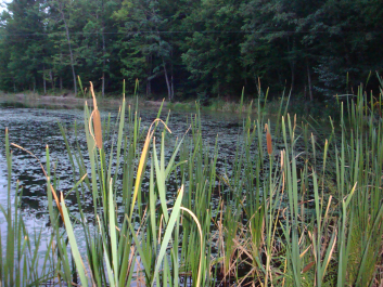 photo 1100309