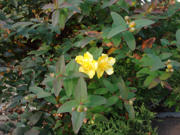 photo 1165747