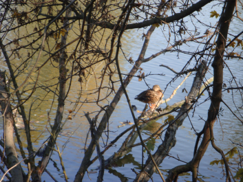 photo 1165767