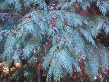 photo 1165810