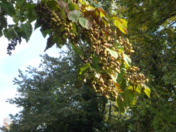 photo 1165822