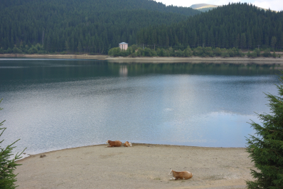 photo 1352203