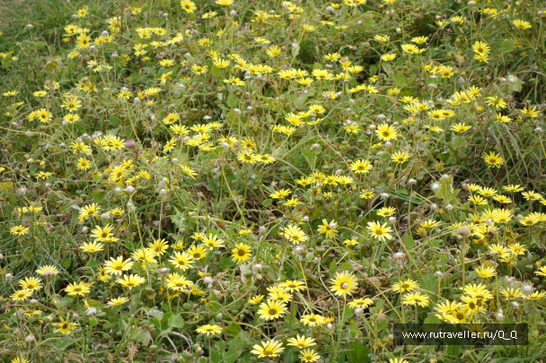 photo 1482355