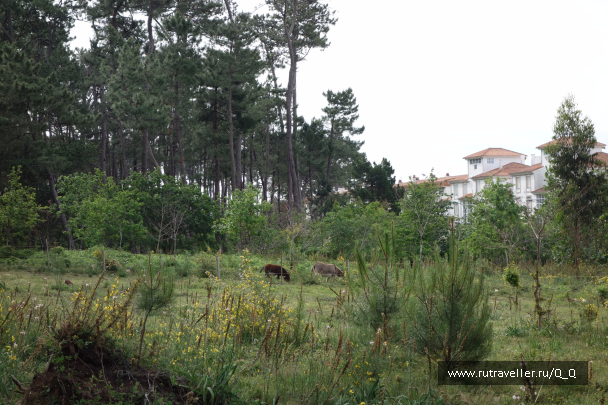 photo 1482516