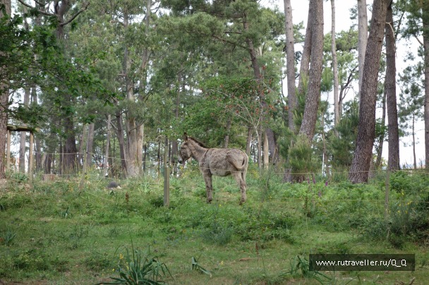 photo 1482517