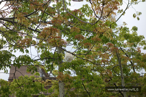 photo 1488216