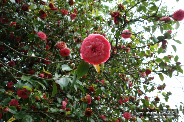photo 1489195