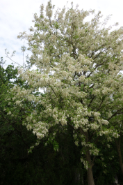 photo 1766376