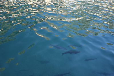 photo 2028341