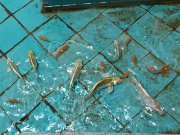 photo 2068887