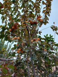 photo 2077093