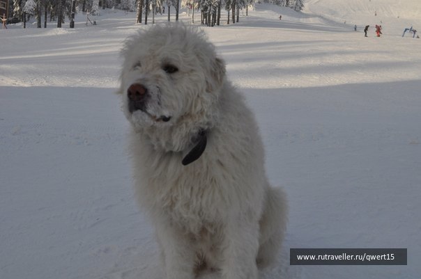 photo 115492