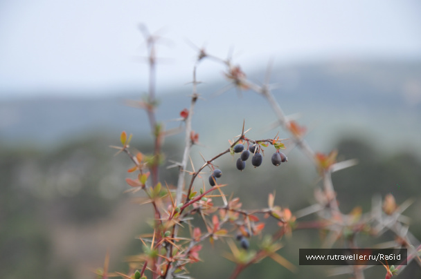 photo 506878