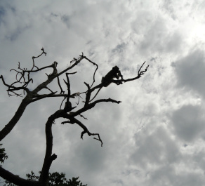 photo 312723